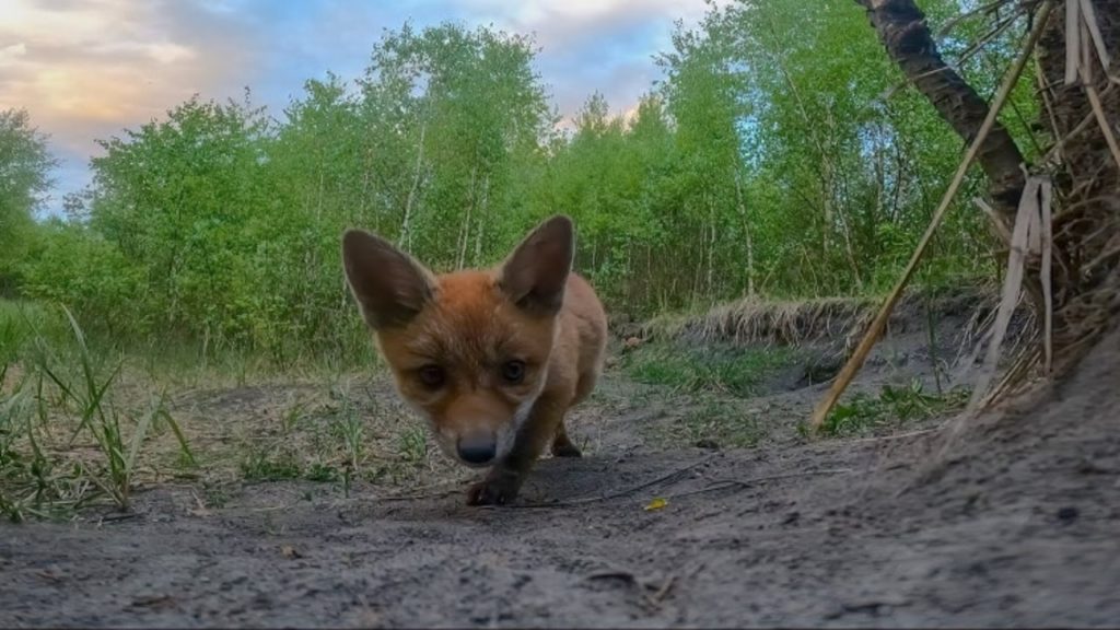 Szupercuki videó: bébirókák találták meg a GoPro kamerát és játszani kezdtek előtte