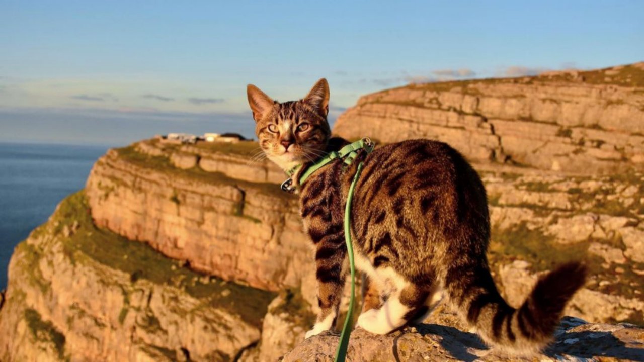 Bongo, a kalandvágyó cica egy szikla tetején