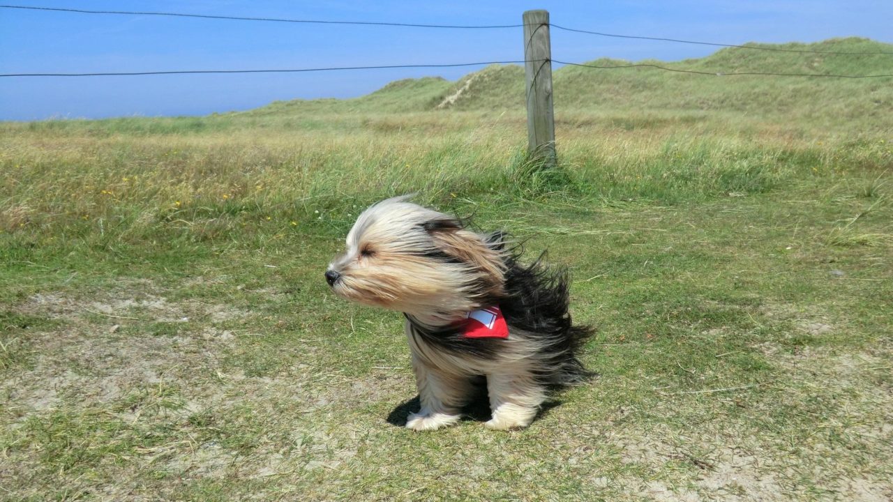 kutya akit nagyon fúj a szél