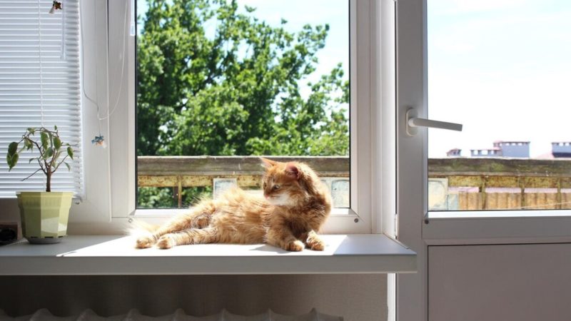 cica fekszik az ablakban