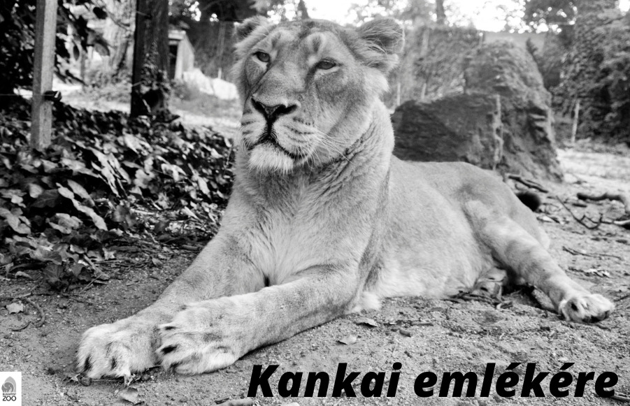 Kankai, a budapesti állatkert elaltatott nőstény oroszlánja