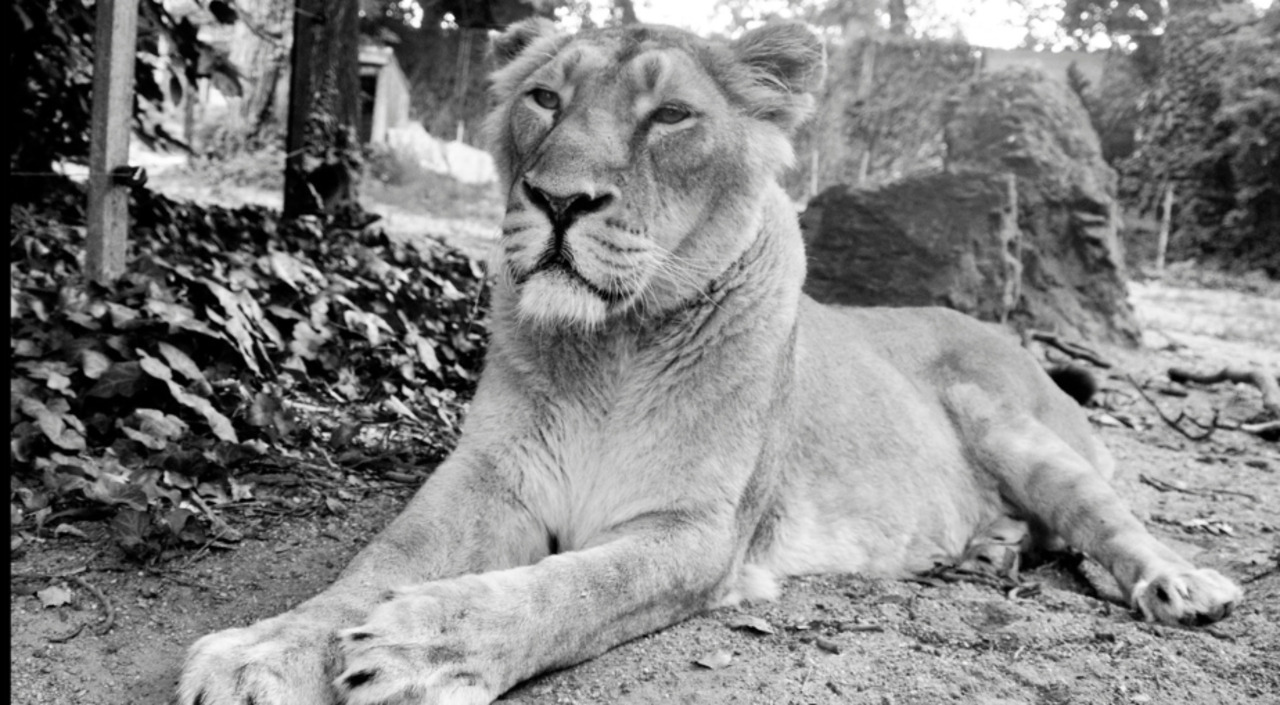 Kankai, a budapesti állatkert elaltatott nőstény oroszlánja