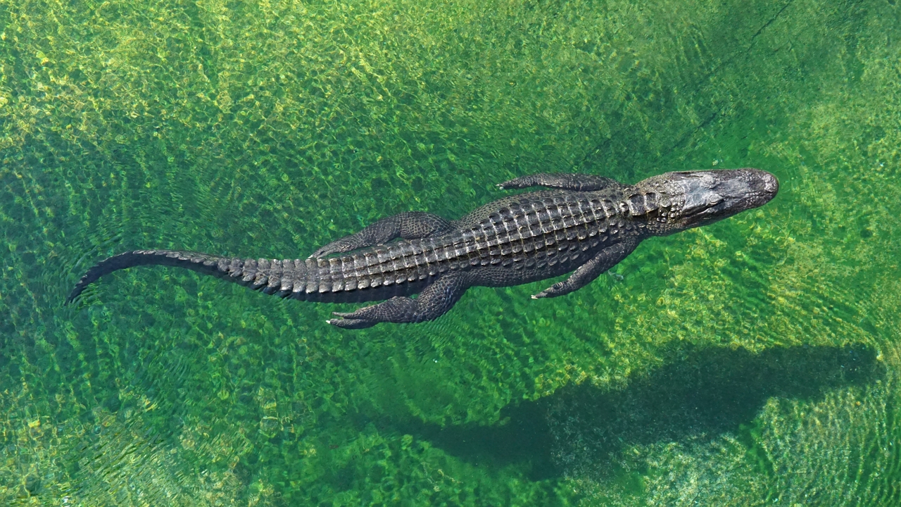 úszó krokodil