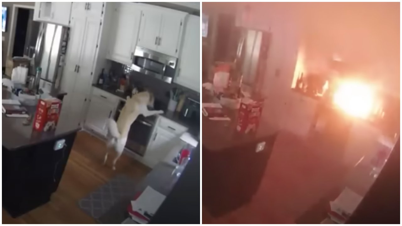 A biztonsági kamera felvétele a lakástűzről, amelyet egy kutya okozott