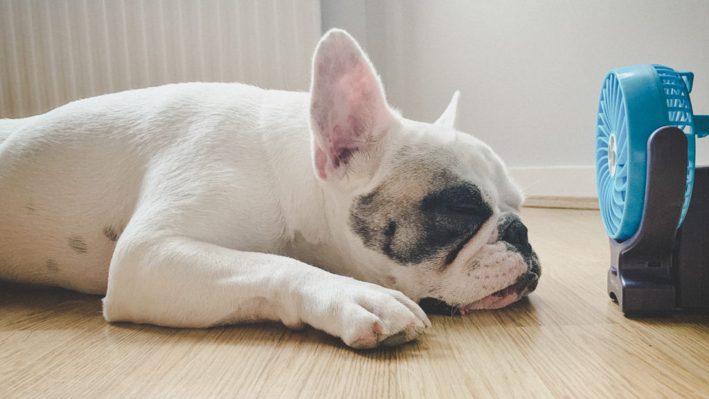 Tedd elviselhetőbbé a kánikulát a kiskedvenced számára!