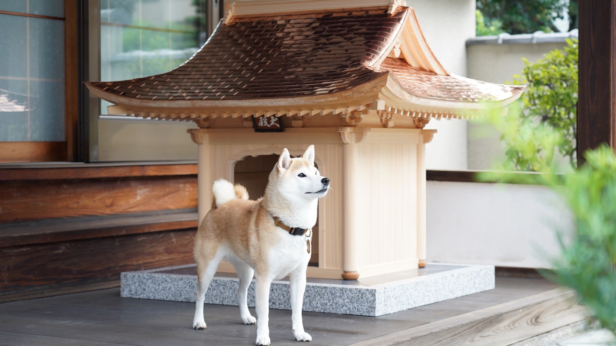 Japán kutyaház