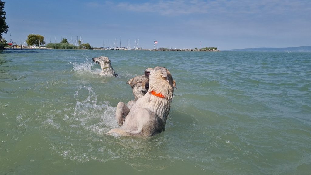 Így strandol négy farkaskutya a Balatonban – Nézd meg a cuki fotókat!