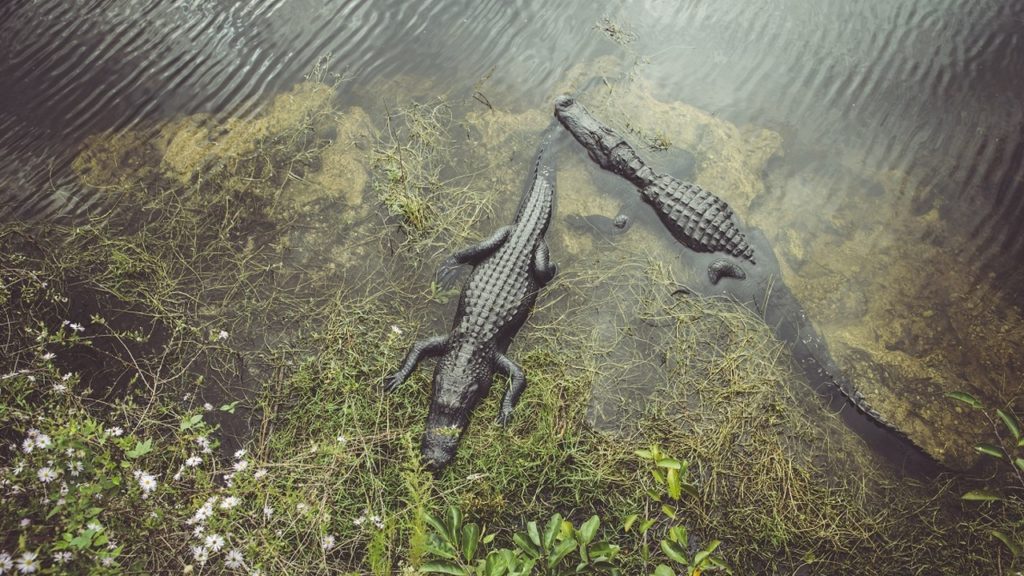 Tóba esett egy floridai golfpályán, megölték az aligátorok az idős nőt