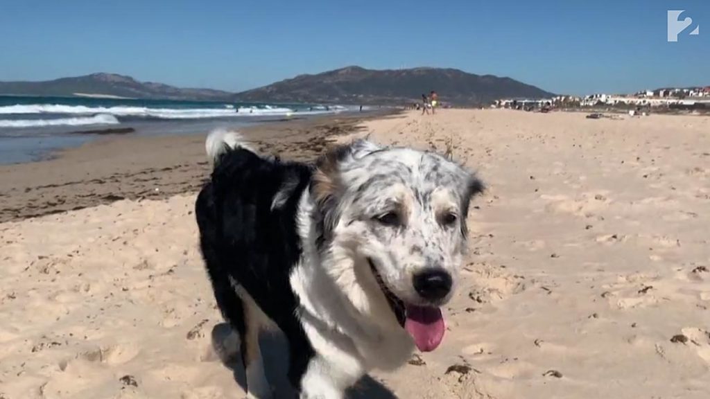 Gazdájával járja a világot Bella, a border collie