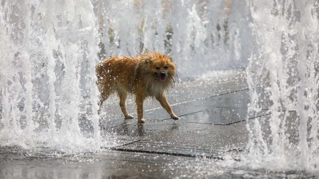 Egy kutya fürdik a hőségben a Szabadság téri szökőkútnál 2021. július 13-án. 