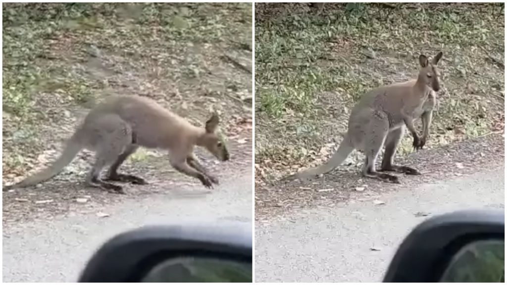 Újabb kenguru tűnt fel Magyarországon, le is videózták