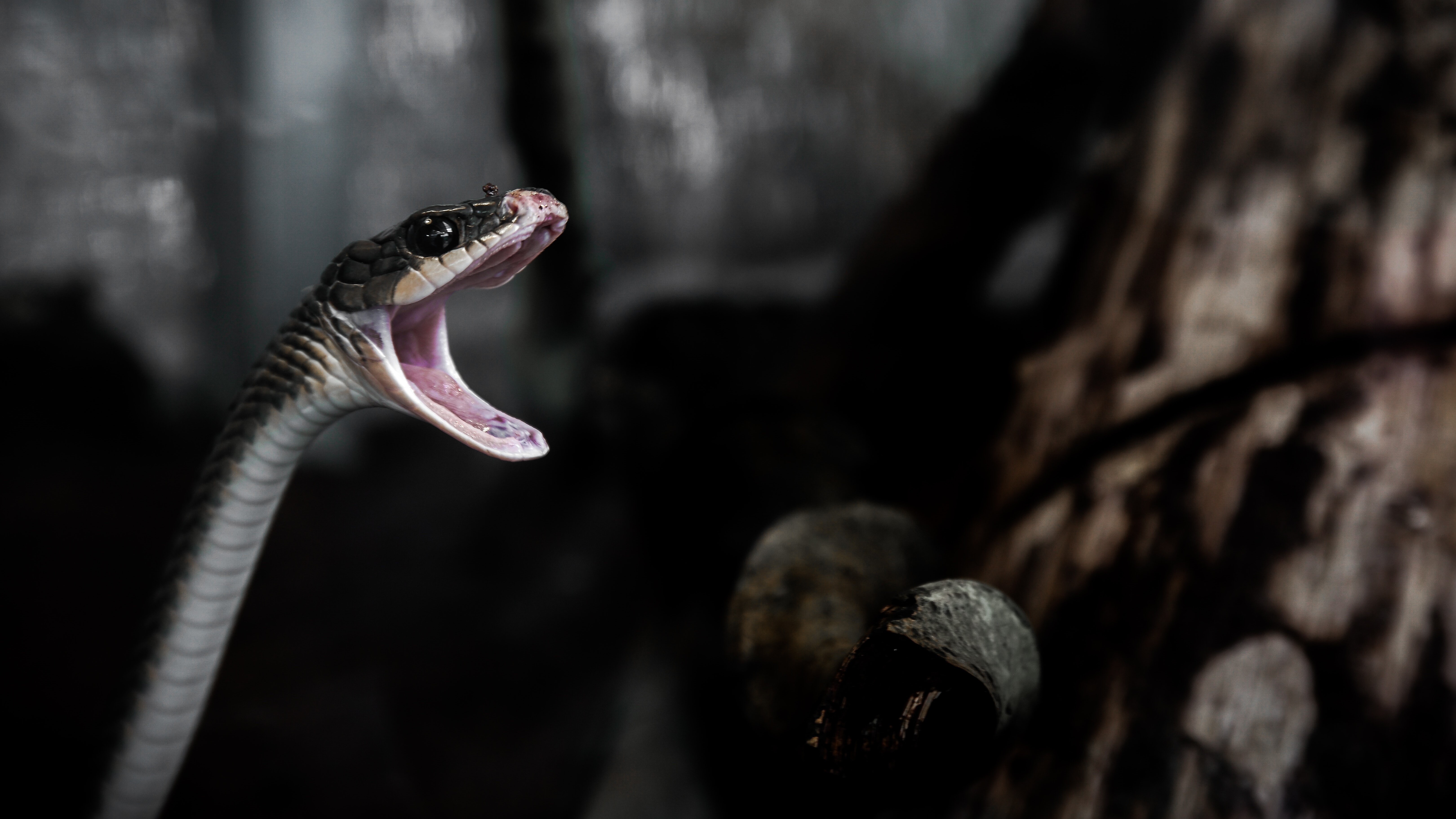 Kígyó tátott szájjal