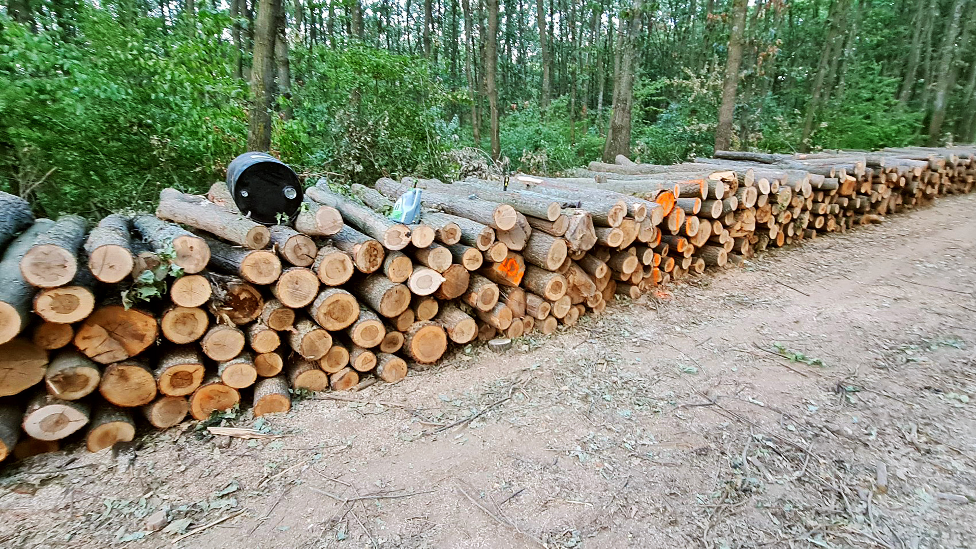 balatonfüred fakivágás erdőírtás fakitermelés fűtés rezsi