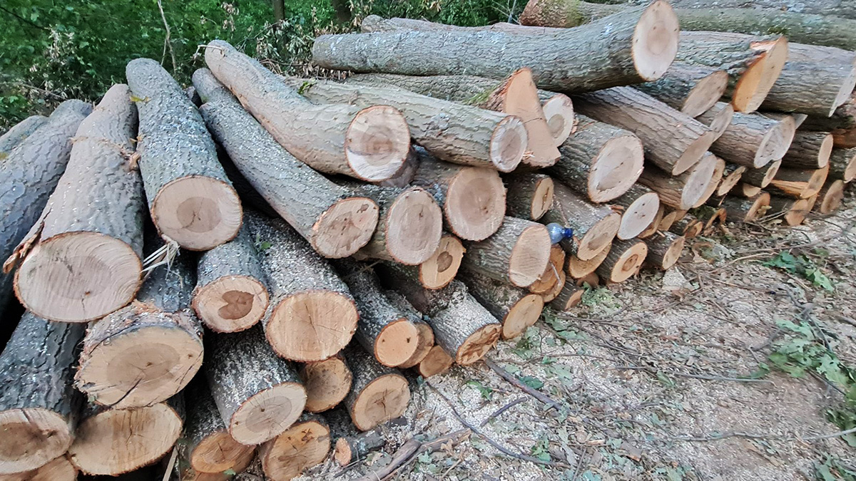 balatonfüred fakivágás erdőírtás fakitermelés fűtés rezsi