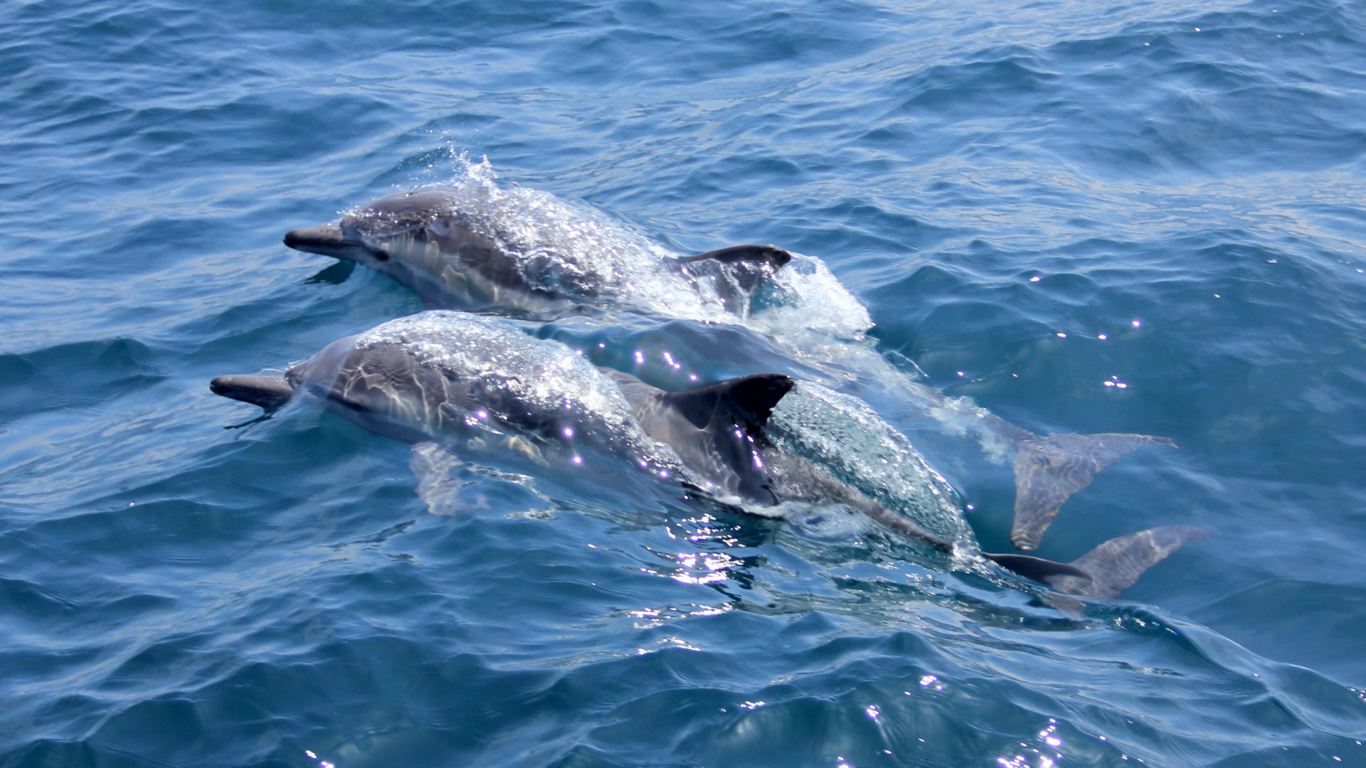 Delfinek úsznak a tengerben