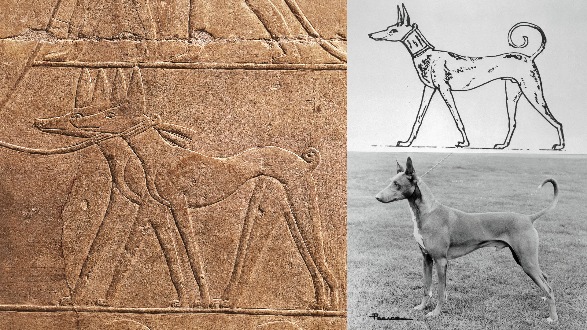 kutya ókori egyiptom múmia tesem