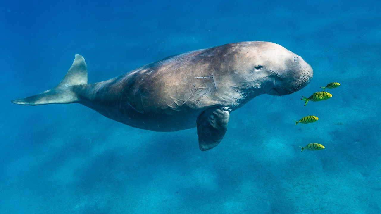 Egy úszó dugong