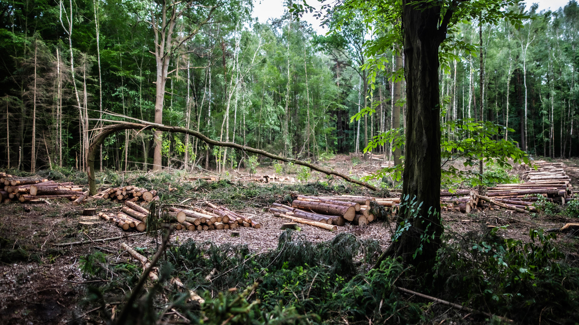 tűzifa erdőgazdálkodás kormányrendelet erdőirtás