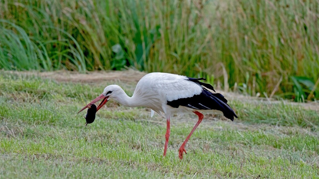 fehér gólya táplálkozik