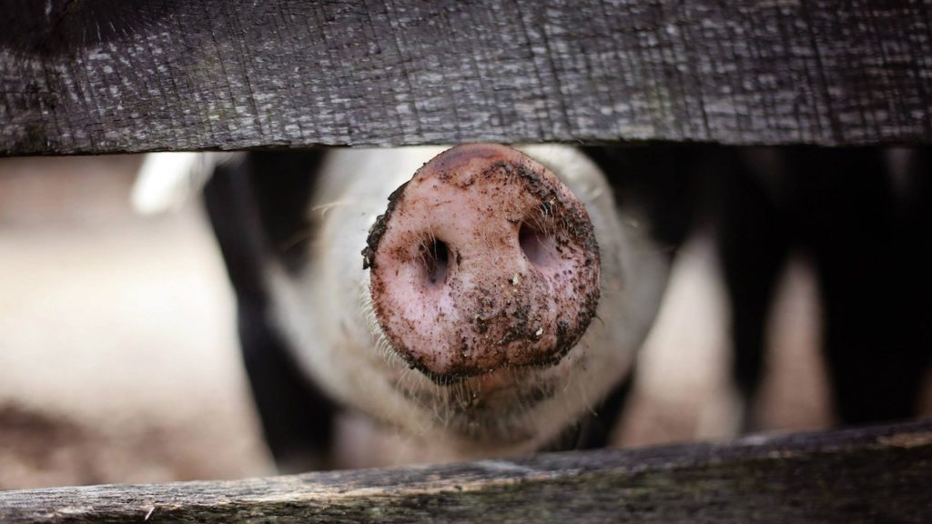 Megesett a szíve a malacon a dorogi betörőnek