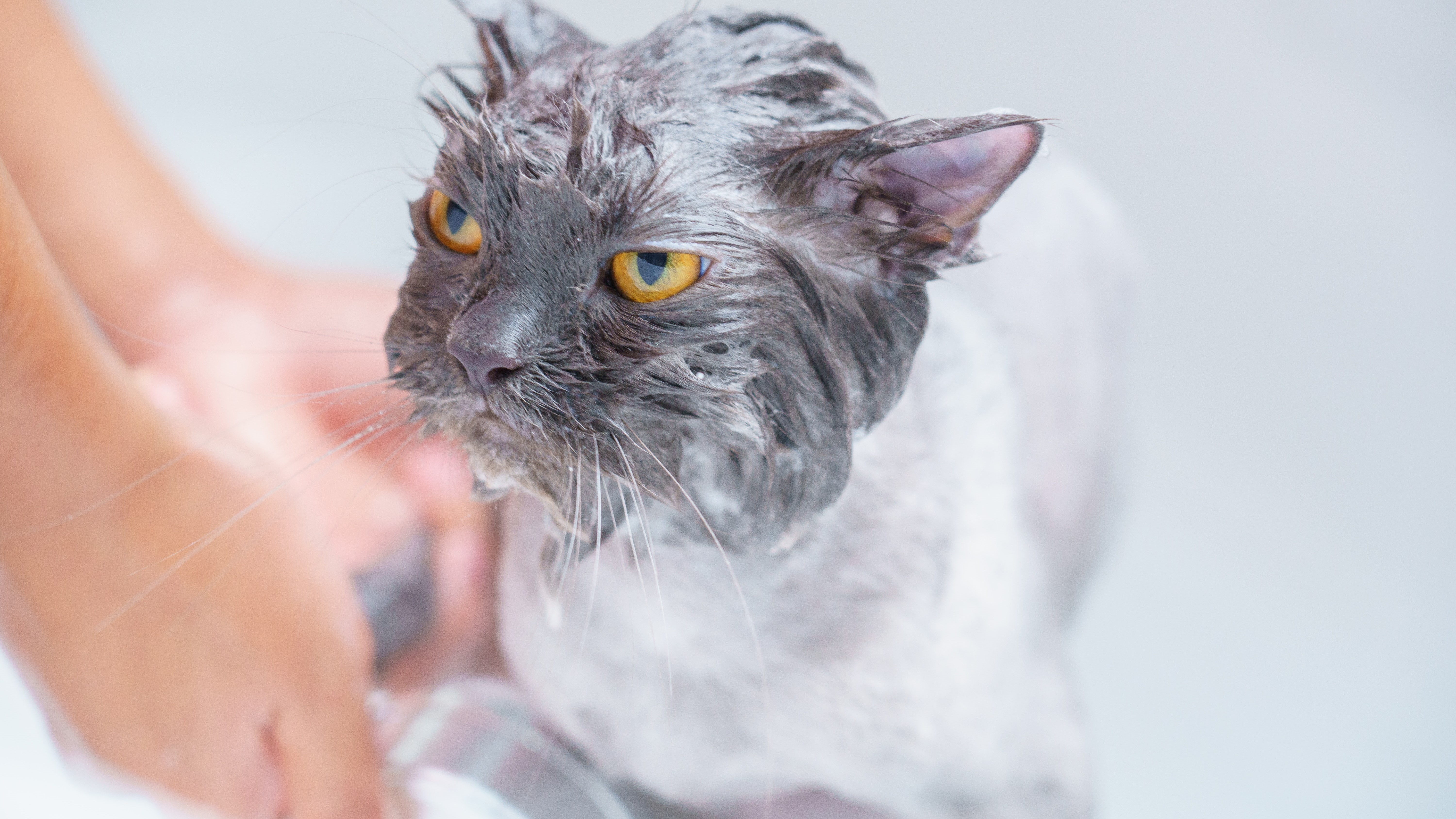 Dühös macskát mosdatnak