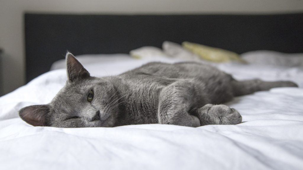 Szürke macska fekszik az ágyon
