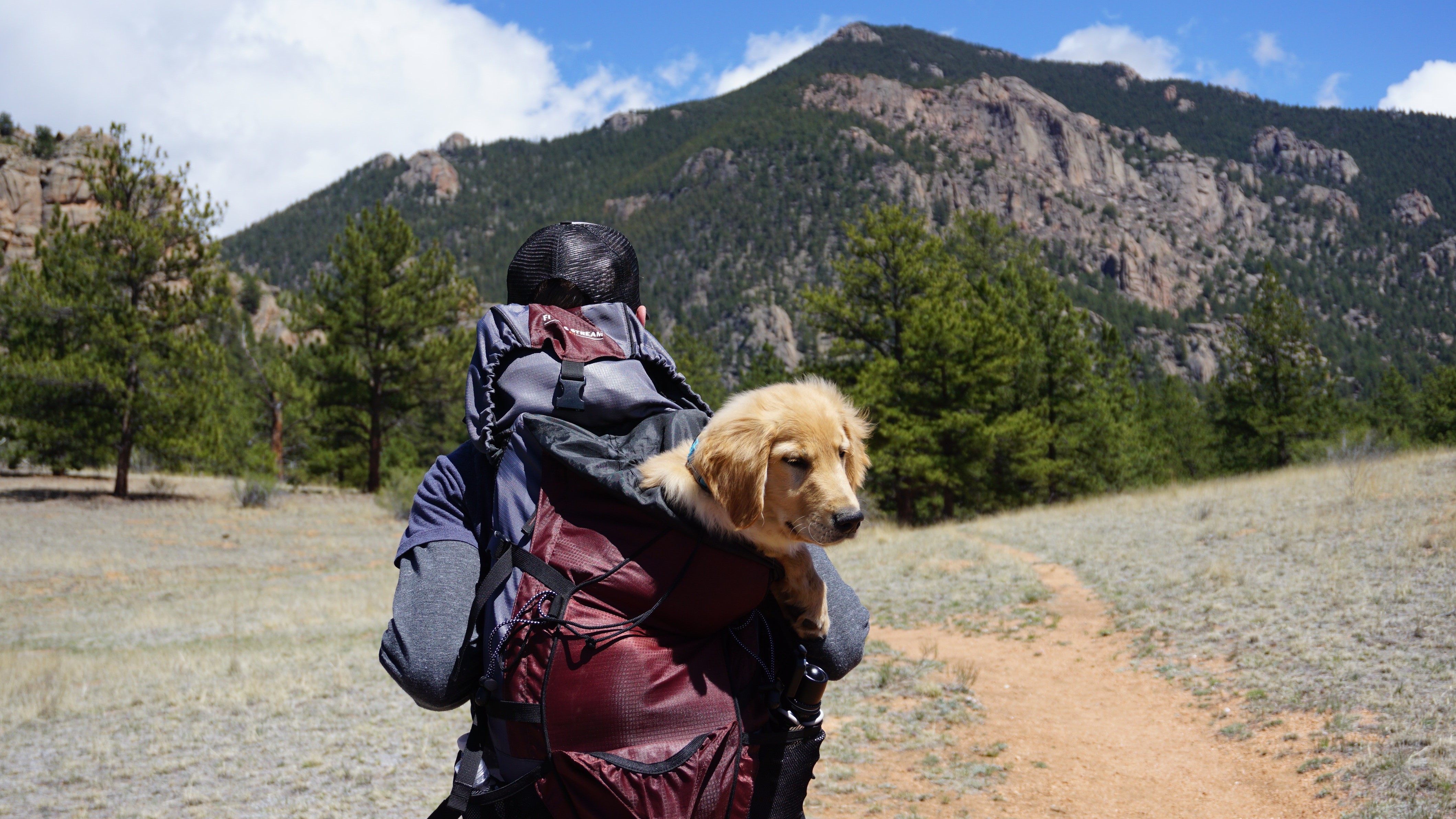 Egy túrázó hátizsákban viszi a kutyáját
