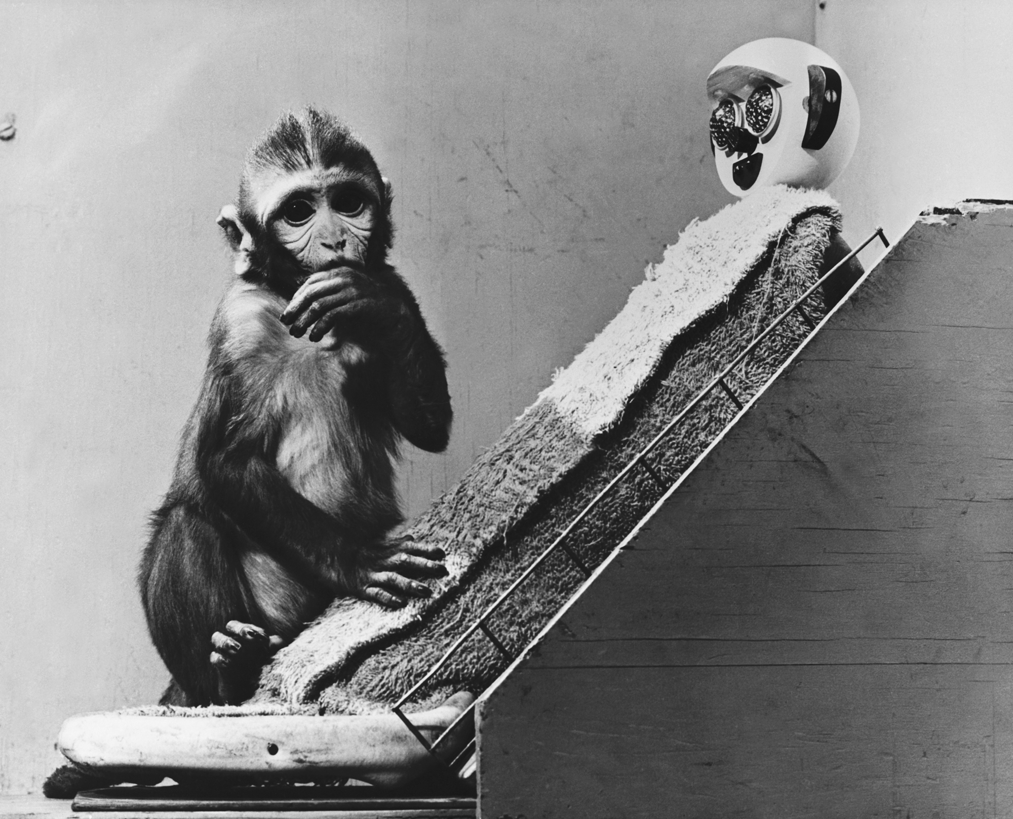 Harry Harlow majomkísérletei