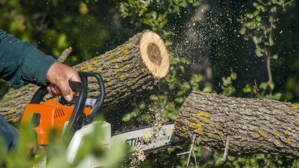 54 fát vágnak ki a budai Várban, hogy mélygarázs épülhessen