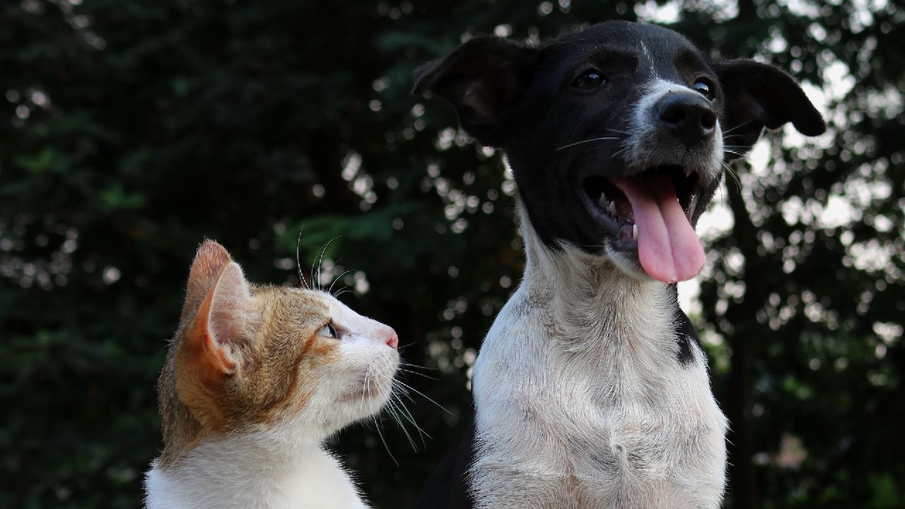 Kutya és macska portré