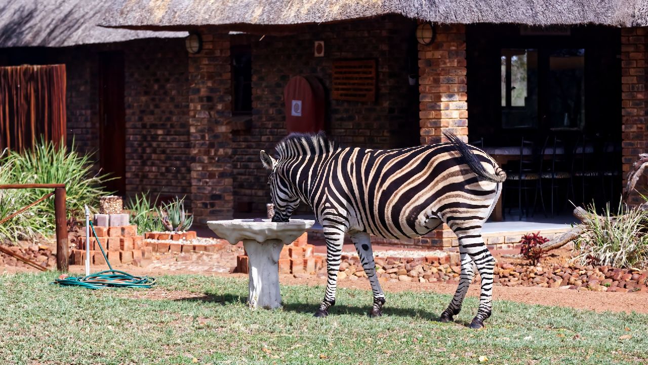 Zebra iszik a madáritatóból