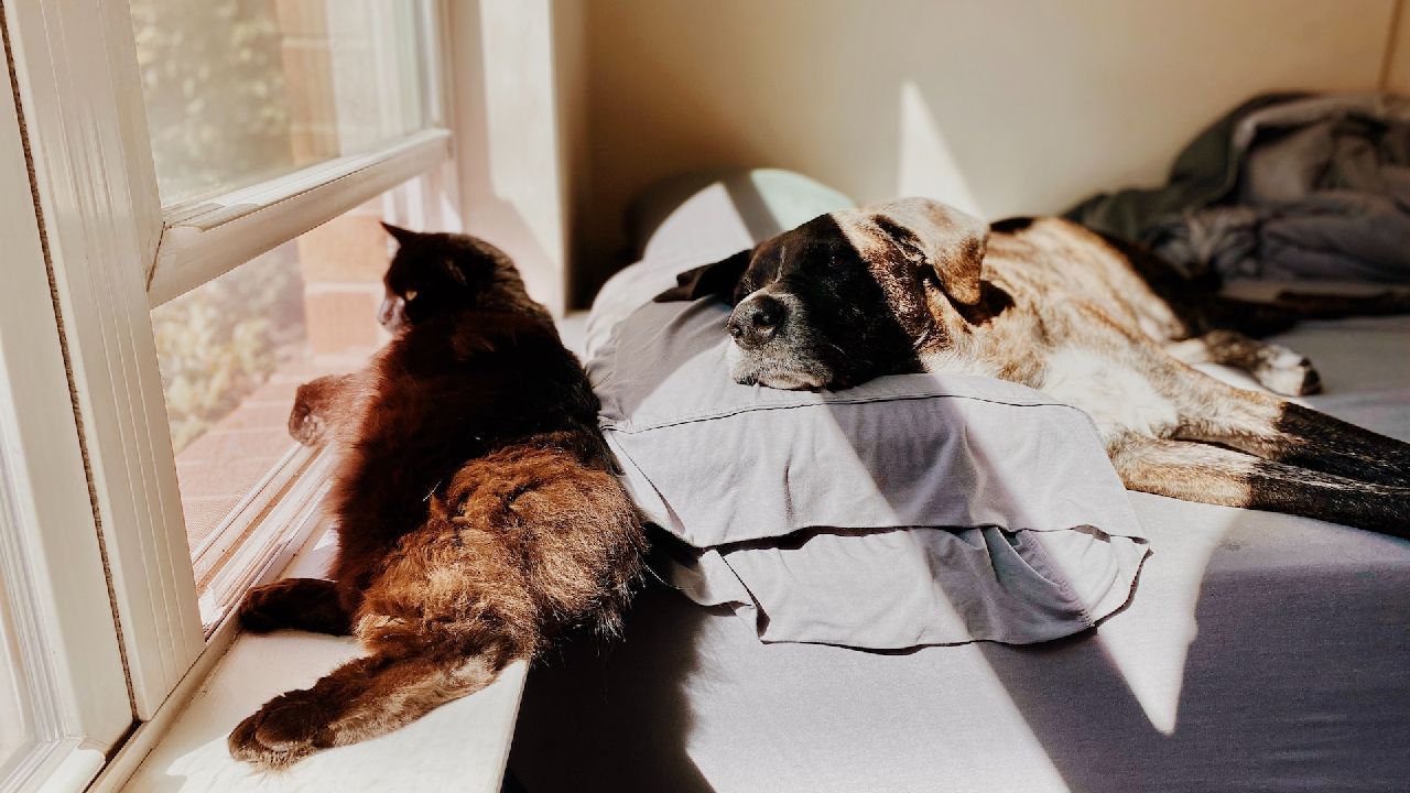 Kutya és cica fekszenek az ablak előtt