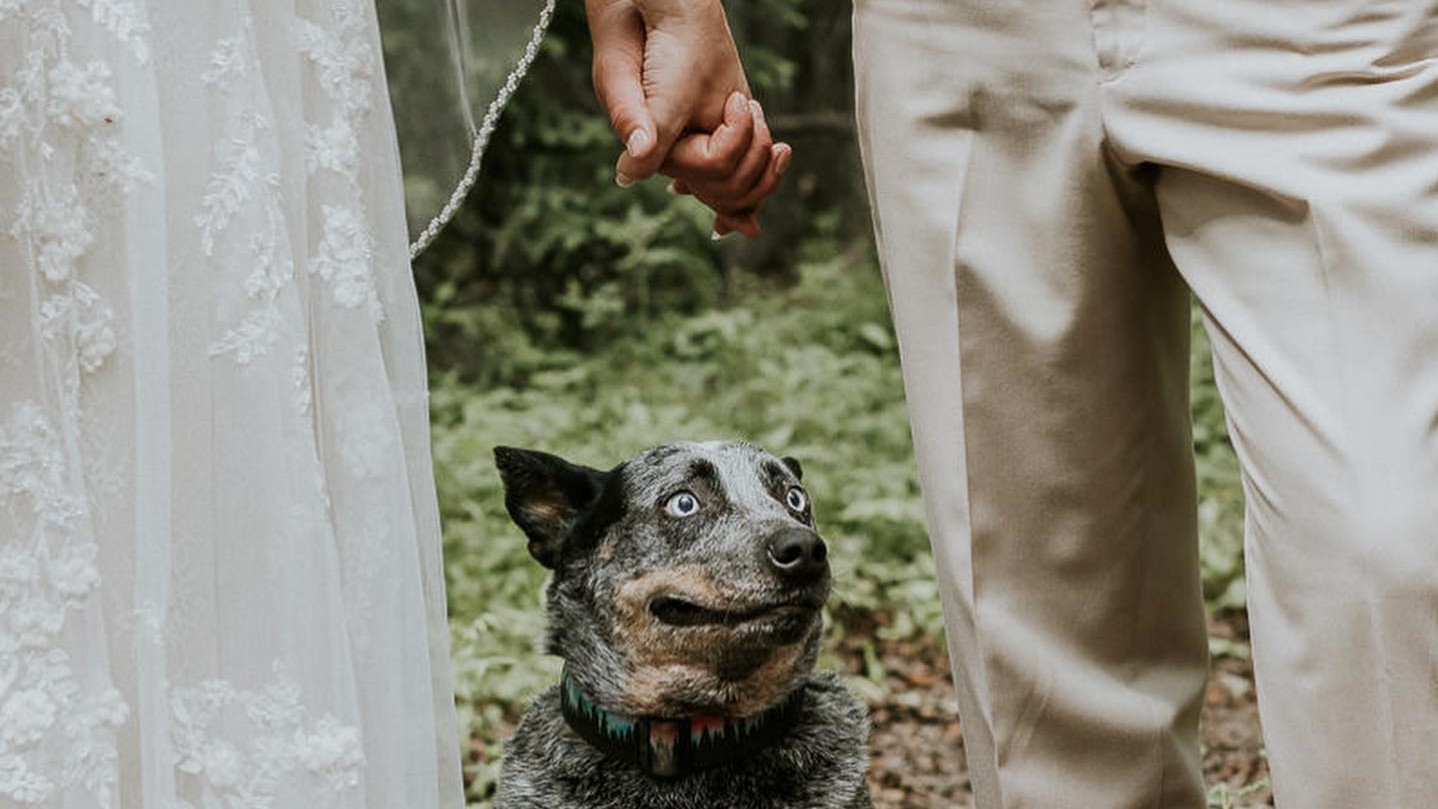 Egy fiatal pár és kutyájuk az esküvői fotózáson
