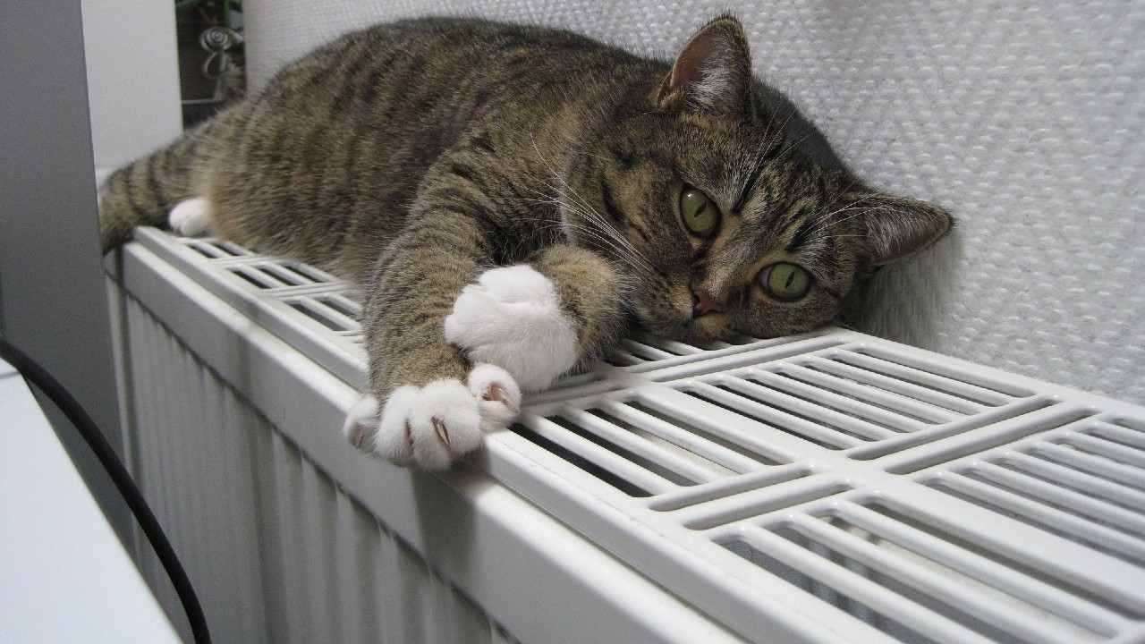 Macska radiátoron
