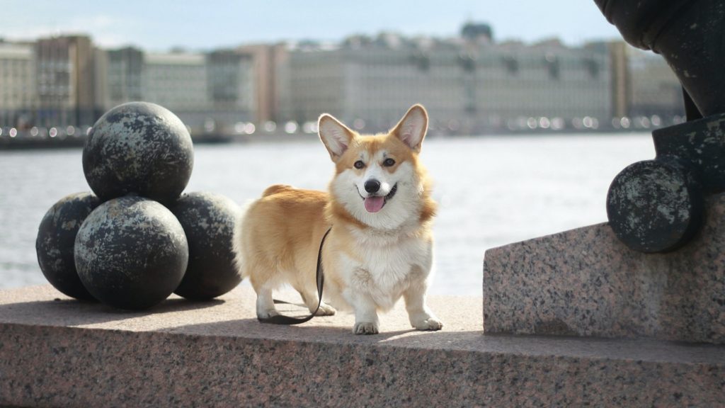 A corgi tulajdonosok állítják: máshogy viselkednek a kutyáik II. Erzsébet halála óta