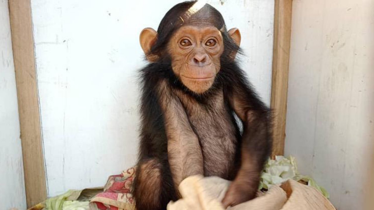 Csimpánz a Jeunes Animaux Confisqués au Katanga menhelyen