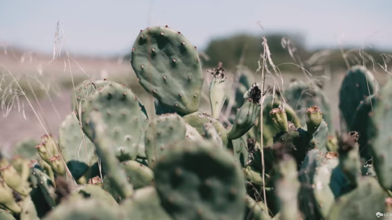 Kaktuszok az Alföldön