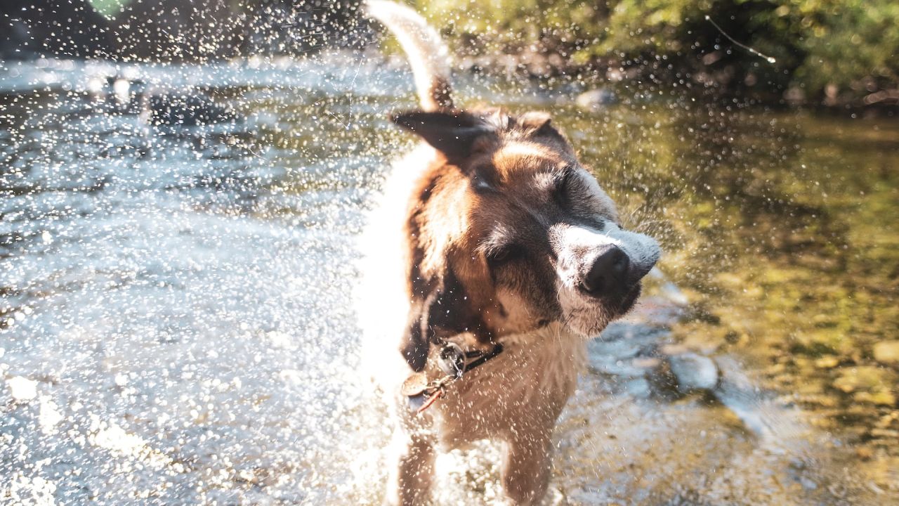 Kutya lerázza magáról a vizet