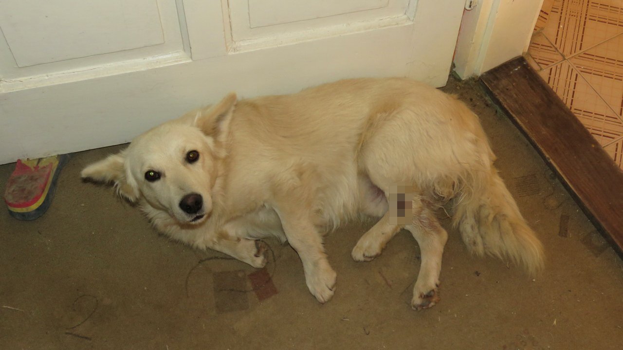Brutálisan ivartalanított kutya, Csibész