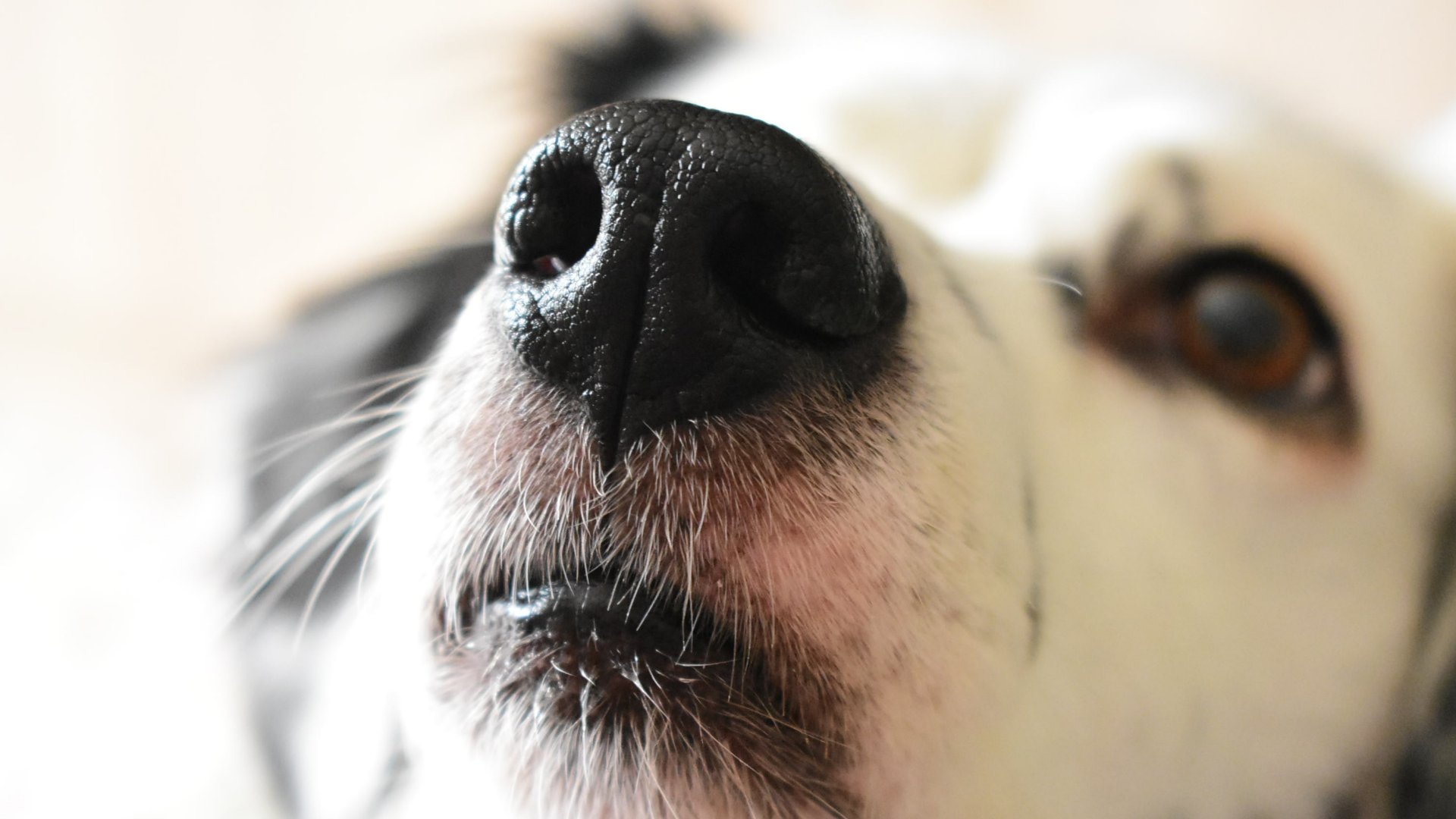Egy kutya felfelé tartja az orrát és szaglászik
