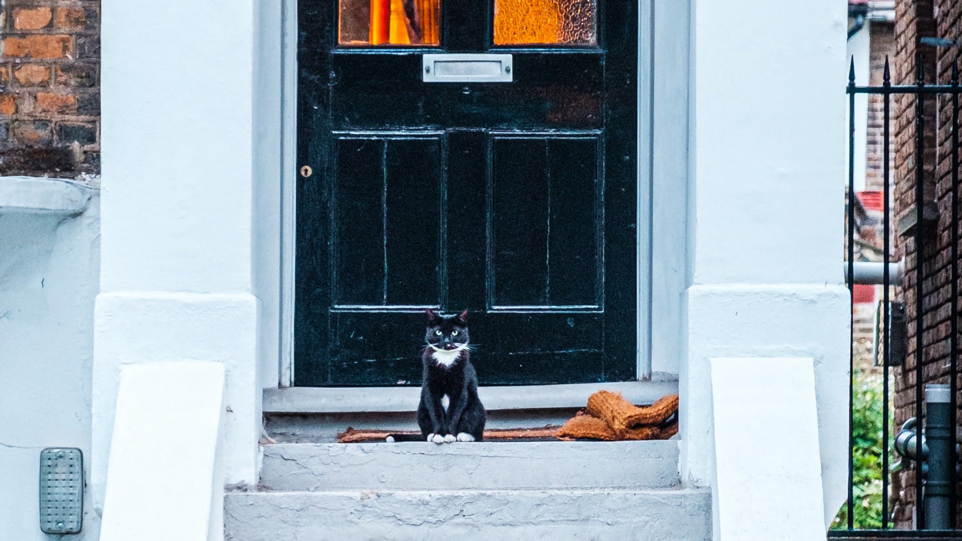 Macska ül egy ajtó előtt