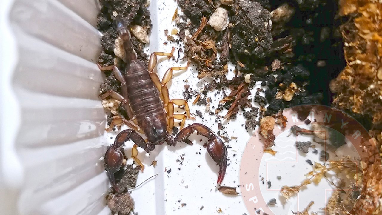 A pécsi házban talált kárpáti skorpió