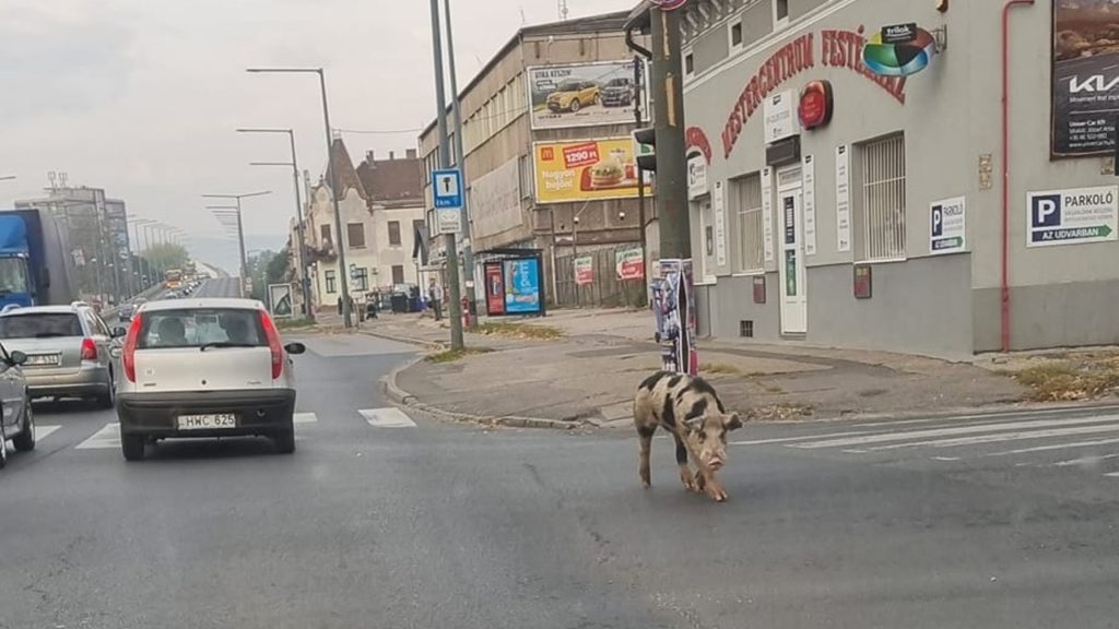 Keresik a Miskolcon kószáló, tarka malacot – fotó