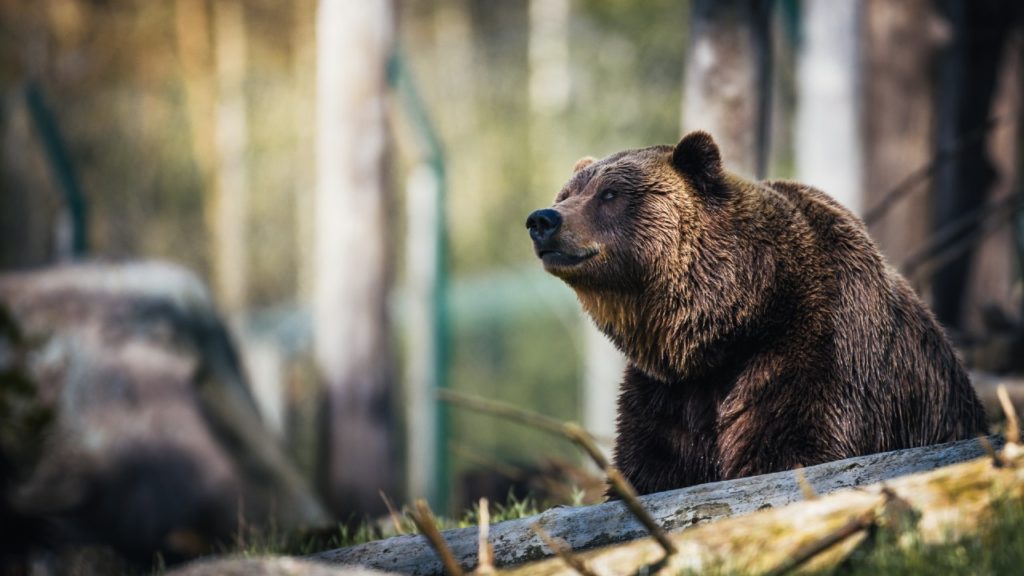 Termetes barnamedve flangált a Bükk lakatlan részén