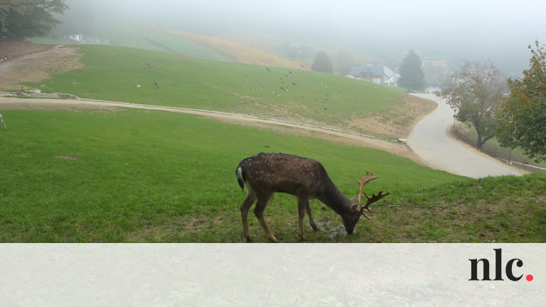 Bambi-etetés, fekete termálvíz és gongterápia: így szabadít meg a stressztől Szlovénia