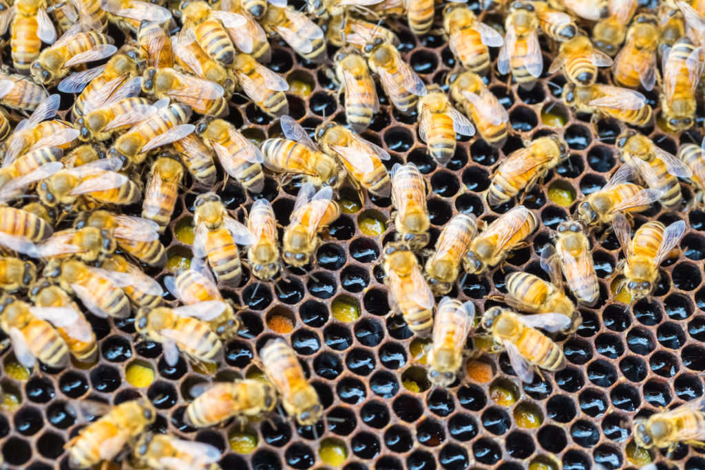 Méhkaptáron rajzó méhek
