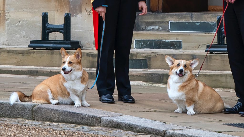 Így élnek II. Erzsébet szeretett corgijai a királynő halála után