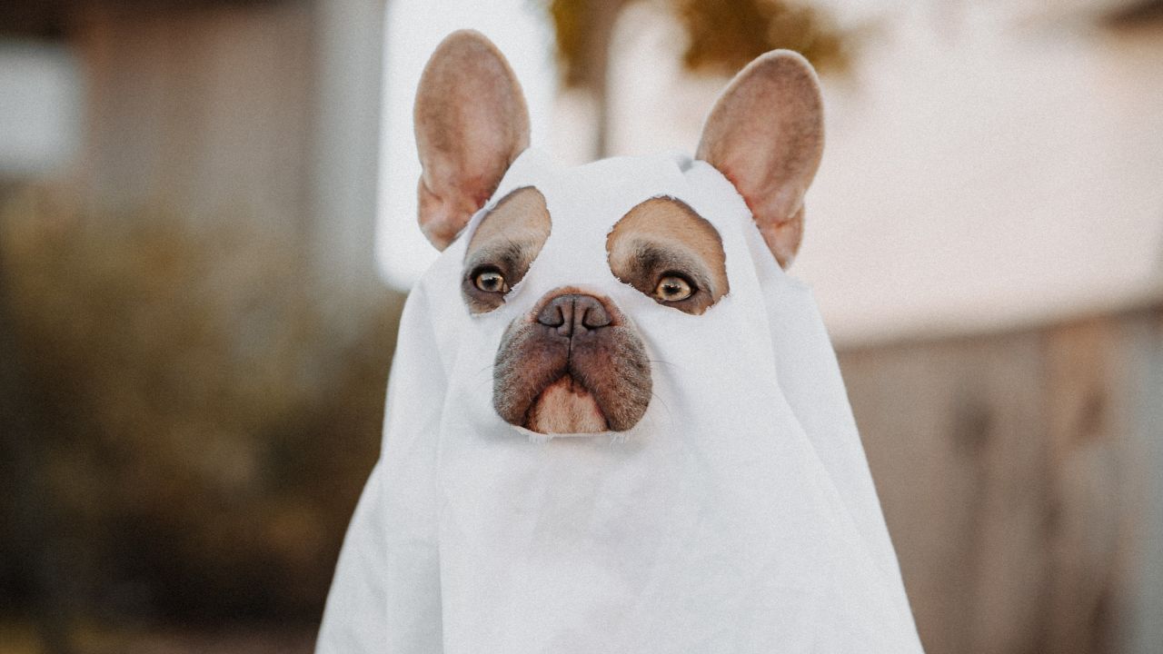 Halloween jelmezes kutya