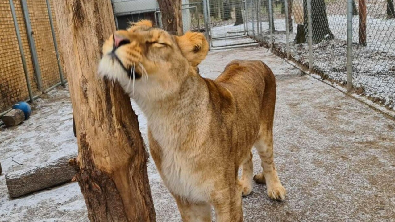 Nara, az elaltatott hároméves oroszlán, amikor még élt.