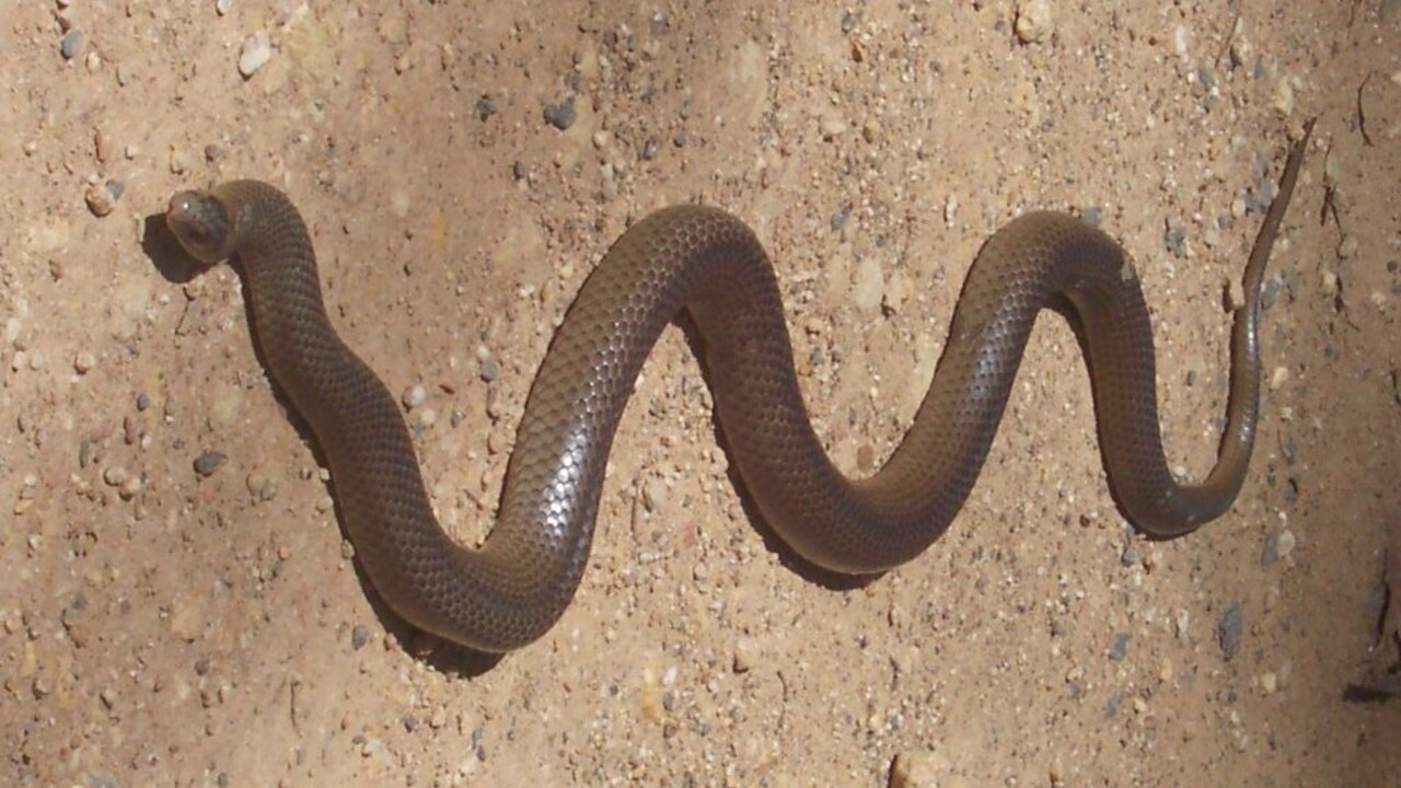 A világ második legveszélyesebb kígyója (Fotó: Wikipédia)